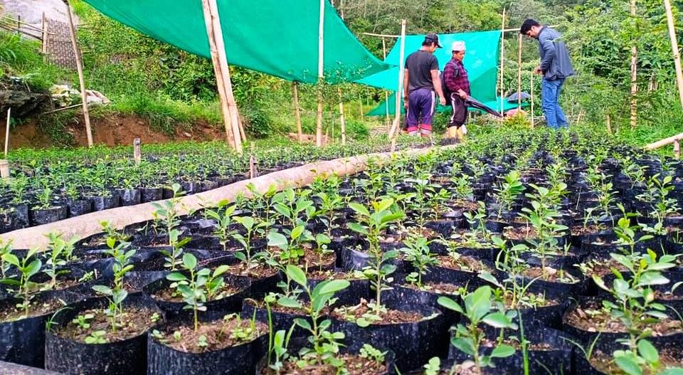 बाँझेच्यानडाँडाका  कृषक सामुहिक रुपमा कागतीको नर्सरी उत्पादनमा