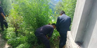 अवैध रुपमा लगाइएको गाँजा फँडानी