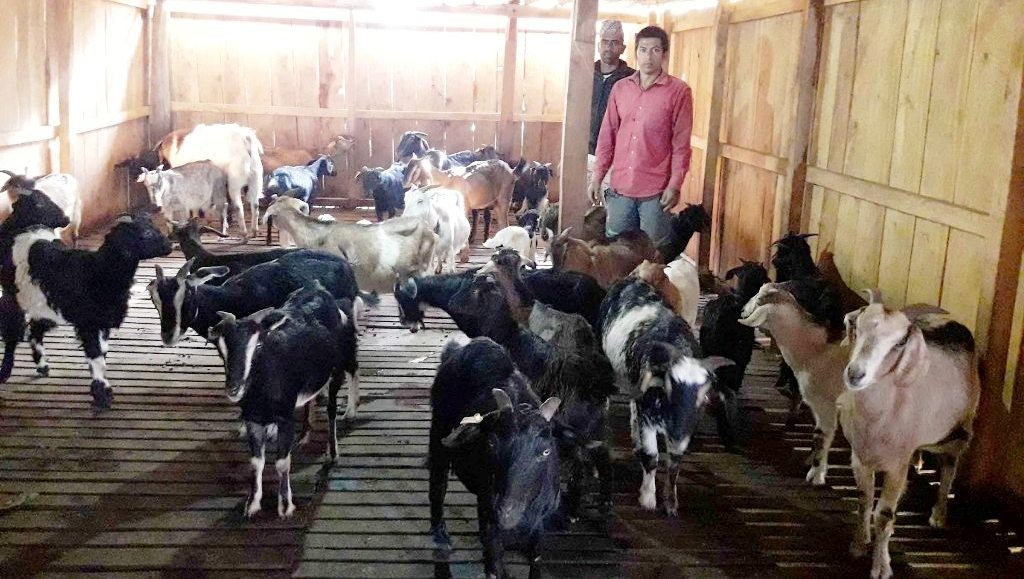 शहरबाट गाउँ फर्किएर बाख्रा पालन