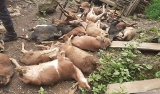 अज्ञात रोगले खोर नै रित्तिने गरी बाख्रा मर्दा किसानलाई लाखौंको नोक्सान  