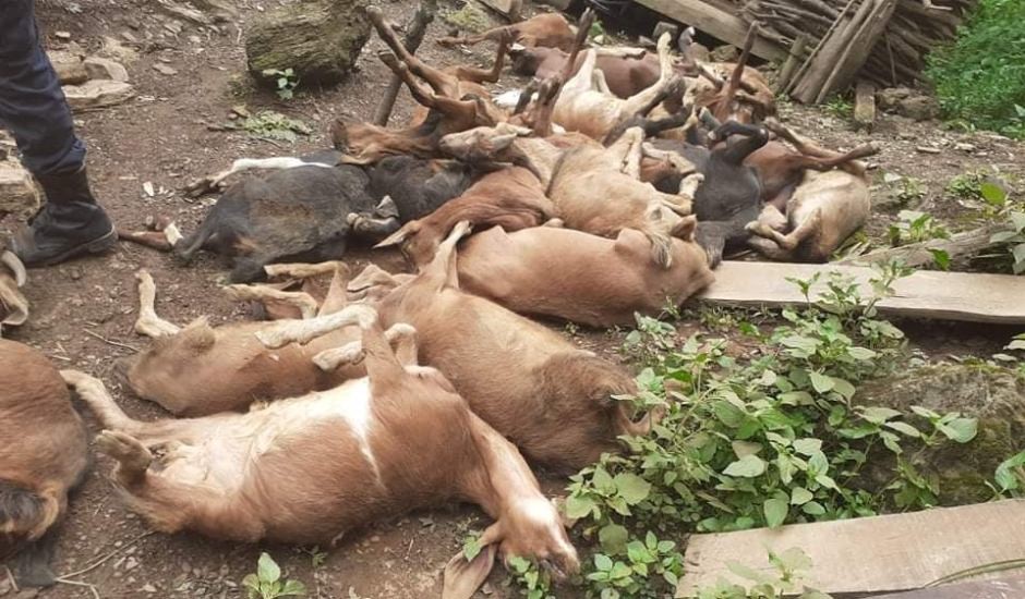 अज्ञात रोगले खोर नै रित्तिने गरी बाख्रा मर्दा किसानलाई लाखौंको नोक्सान  