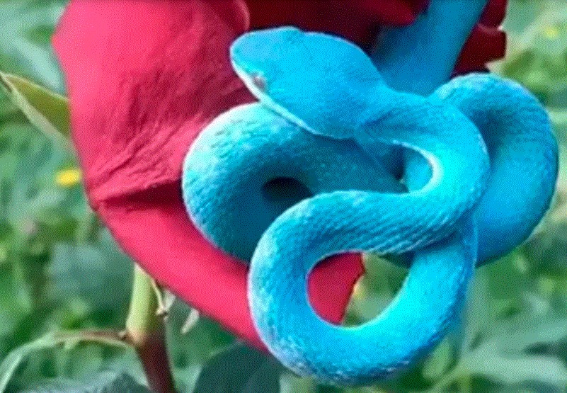 गुलावको फूलमा दुर्लभ निलो सर्प (भिडियोसहित)