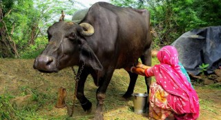 एक घर एक भैंसी, खाऔं दूध, नखाऔं रक्सी अभियान
