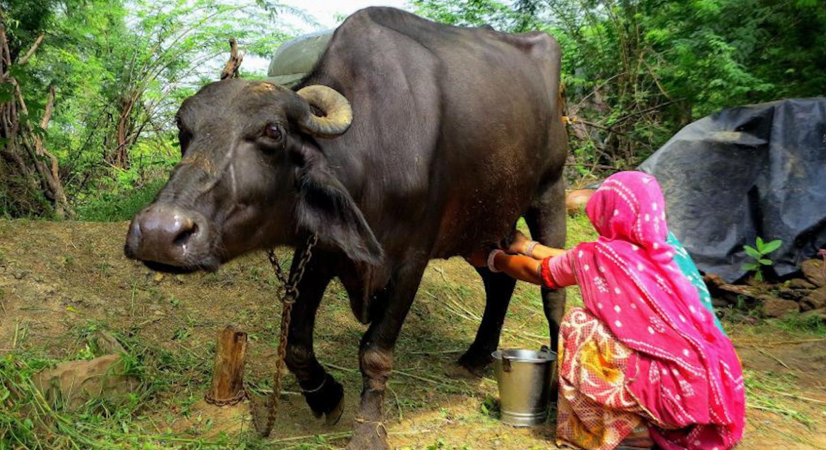 एक घर एक भैंसी, खाऔं दूध, नखाऔं रक्सी अभियान