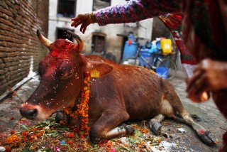 तिहारको तेश्रो दिन आज : गाई,गोवर्द्धन र गोरुको पूजाआजा गरी मनाइँदै