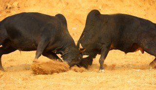 नुवाकोटमा माघे सङ्क्रान्तिमा ३५ हल गोरु जुधाइयो