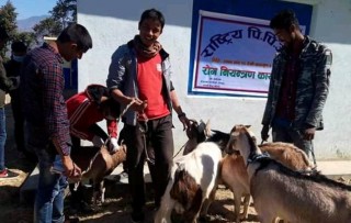 दिप्रुङ चुइचुम्मा गाउँपालिकाका ७ वटै वडामा पिपिआर खोप सप्ताह अभियान 