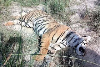 शुक्लाफाँटा राष्ट्रिय निकुञ्जमा पाटेबाघ मृत फेला