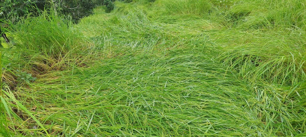 खोटाङमा वर्षासँगै चलेको हावाहुरीले वालीनालीमा क्षती (फोटो फिचर)