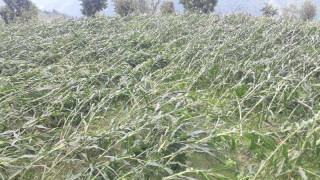 वर्षासँगै चलेको हावाहुरीले मकैबालीमा क्षती