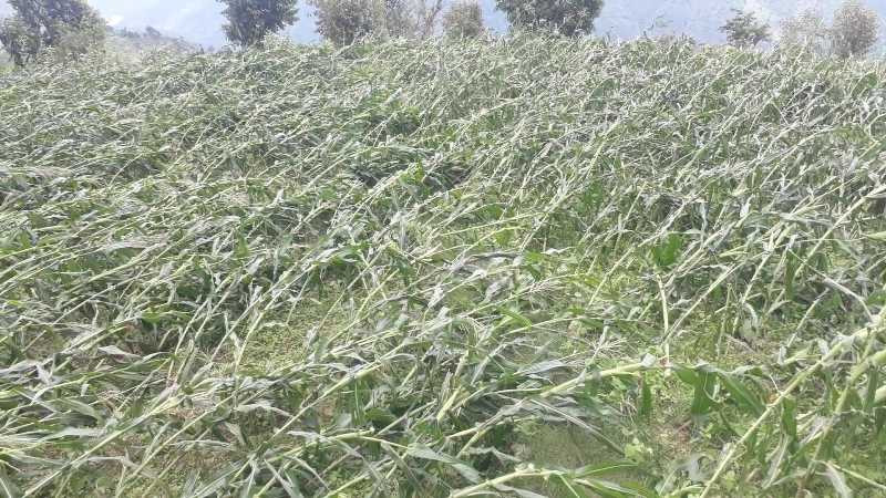 वर्षासँगै चलेको हावाहुरीले मकैबालीमा क्षती