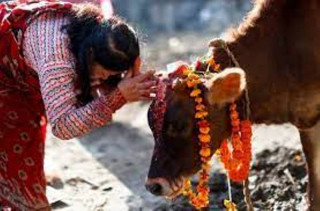 आज गाई पूजा, गाईको पूजा गरिँदै