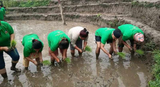 असार सकिँदा खोटाङमा ३३.५ प्रतिशत रोपाइँ 