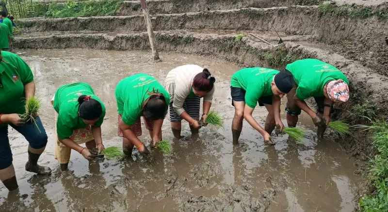 असार सकिँदा खोटाङमा ३३.५ प्रतिशत रोपाइँ 