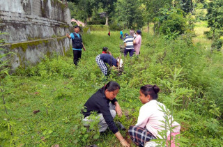 हरित गाउँपालिका बनाउन वृक्षरोपण अभियान