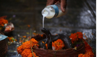 आज नागपञ्चमी :  नागको पूजा, आराधना गरी मनाइँदै