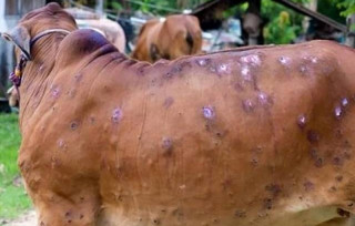 लम्पी स्किन पीडित किसानलाई २० हजारसम्म राहत प्रस्ताव