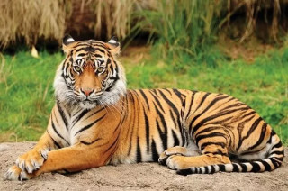 बाघले गाई र बाख्रा खाएपछि स्थानीय त्रसित