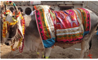 तिहारको चौथो दिन गोवर्द्धन पर्वतसँगै बलि, हली र गोरुको पूजा गरिंदै