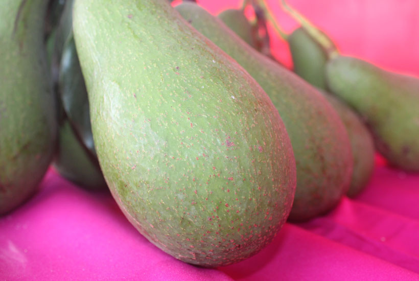 Abokado 1-7.JPG
