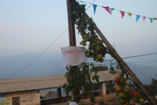 दिक्तेलमा शुरु भएको   दुईदिने कृषि मेला प्रदर्शनीमा राखिएका कृषि उपज सामग्रीहरु ।  (फोटो फिचर)