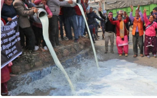 चितवनका किसानले  पैसा नपाएपछि  सडकमै पोखे दूध