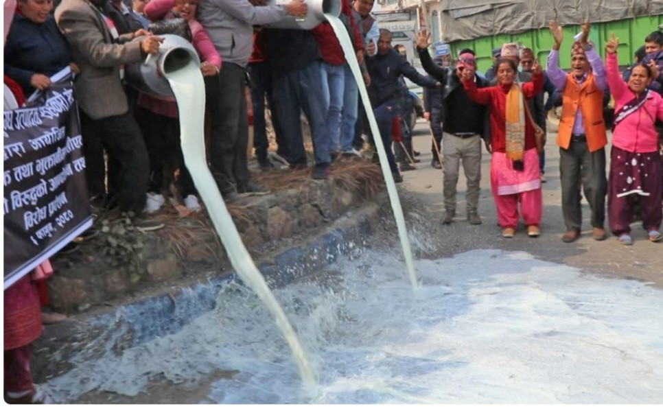 चितवनका किसानले  पैसा नपाएपछि  सडकमै पोखे दूध