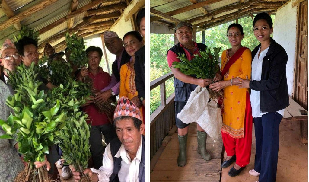 वडा कार्यालयद्वारा कृषकलाई फलफूलका बिरुवा वितरण
