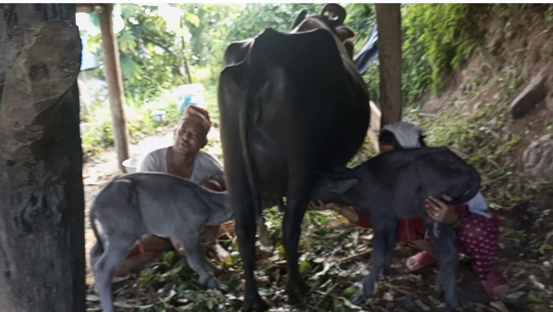 भैँसीले एकै पटक दुई वटा पाडा जन्मायो