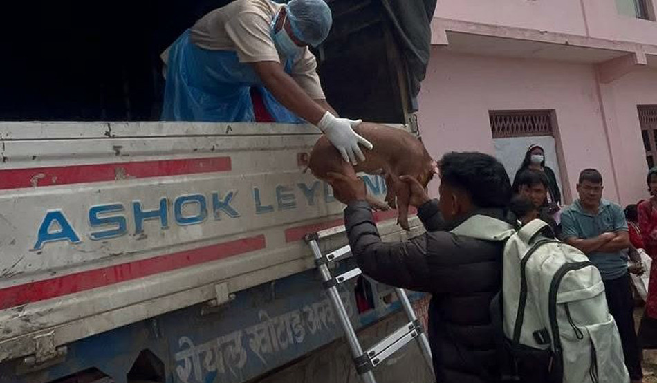 हलेसी तुवाचुङ नगरपालिकाले किसानलाई उन्नत जातका बङ्गुरको पाठा–पाठी वितरण